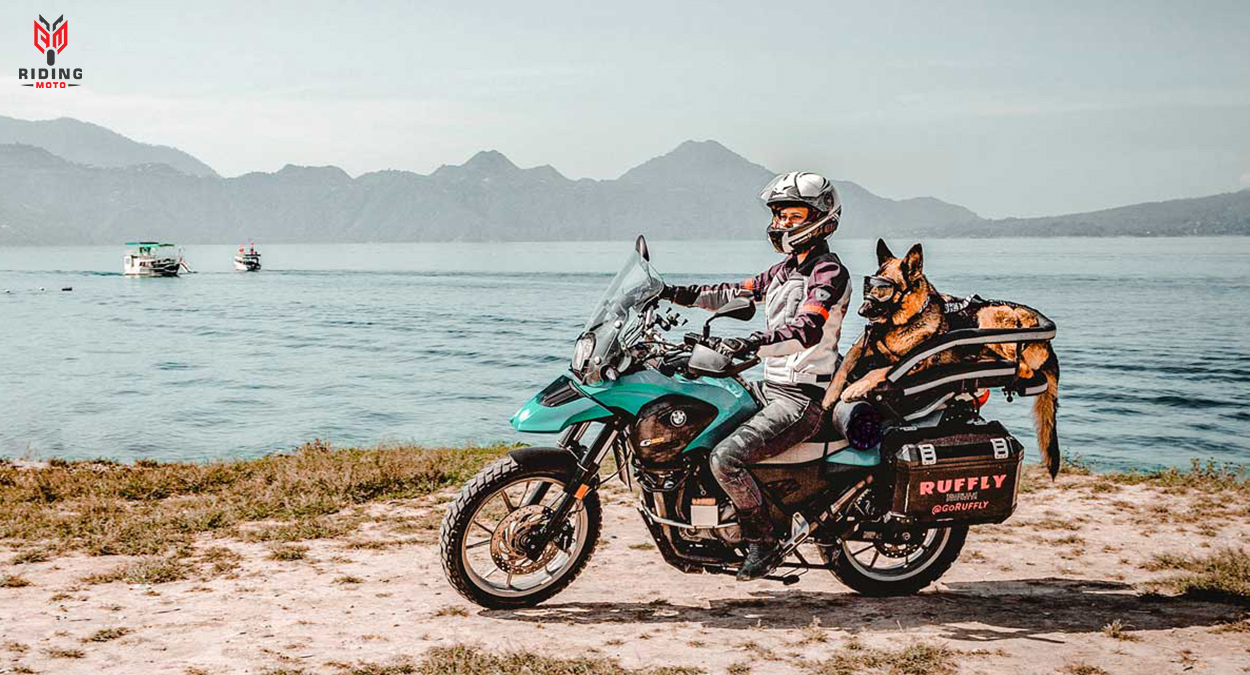 Motorcycle Travel with Pets: How RidingMoto Helps You Travel Safely with Your Furry Companion